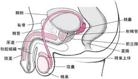 最新】立川のオナクラ・手コキ風俗ならココ！｜風俗じゃぱん