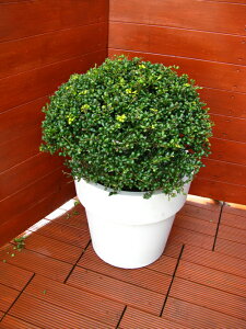 送料1500円 ツゲ ボックスウッド今だけ価格ＩＩＤＥ5号9入り豊明卸問屋ドットコム