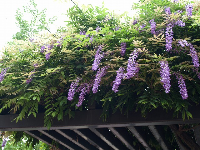 Japan Flower Trading