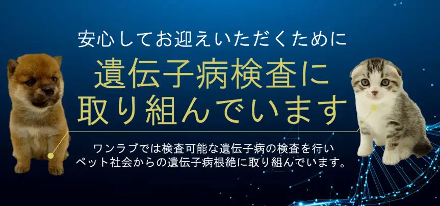 パピー教室のご案内☺️ : ペットショップワンラブ