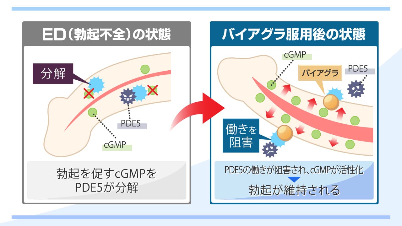 バイアグラを普通の人が飲むと？飲んではいけない人は？得られる効果や副作用を紹介 |【公式】ユナイテッドクリニック