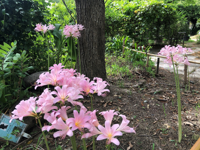 那須塩原市】那須野が原公園「花の丘」花壇のスイセンが見頃を迎えています。梅の花とのコラボもステキです。 | 号外NET 那須塩原市・大田原市