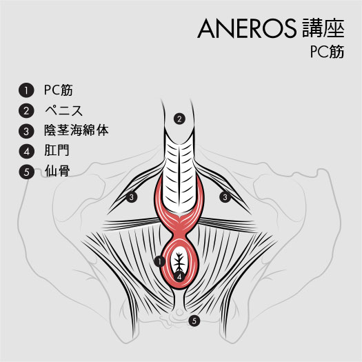 前立腺刺激の心配事 | アネロスジャパン | ANEROS