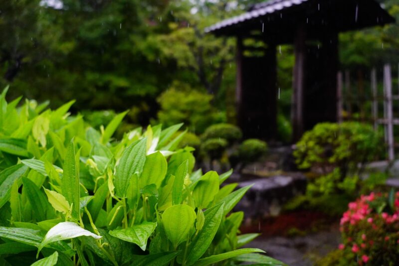 日本航空（JAL） | . 梅雨の京都 #法然院