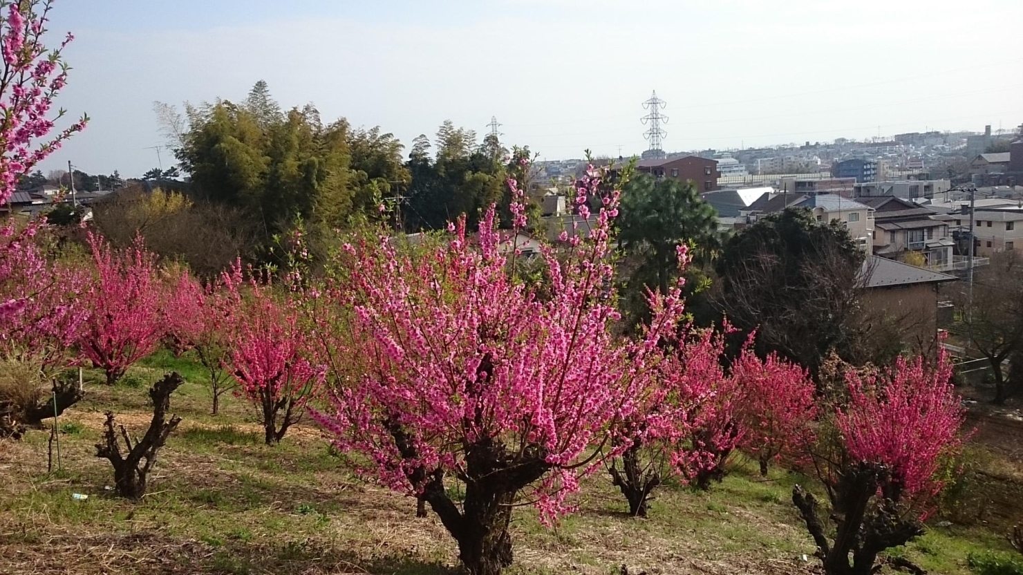 川崎・瀋秀園 大師近くの中国庭園 四季楽しめる桃源郷