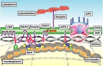 ヒトゲノム複製におけるDNAポリメラーゼ間の分業とプレスリリース・研究成果東北大学 -TOHOKU UNIVERSITY