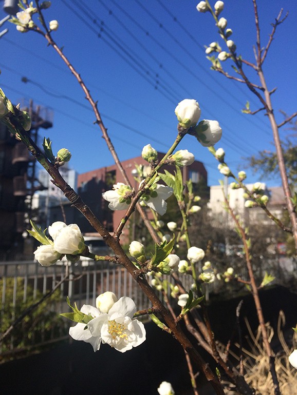 リラクゼーション・エステ桃源郷へようこそ・・・