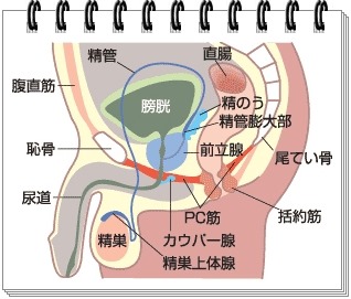 原因別】遅漏と膣内射精障害の治し方 | ナイトプロテインPLUS