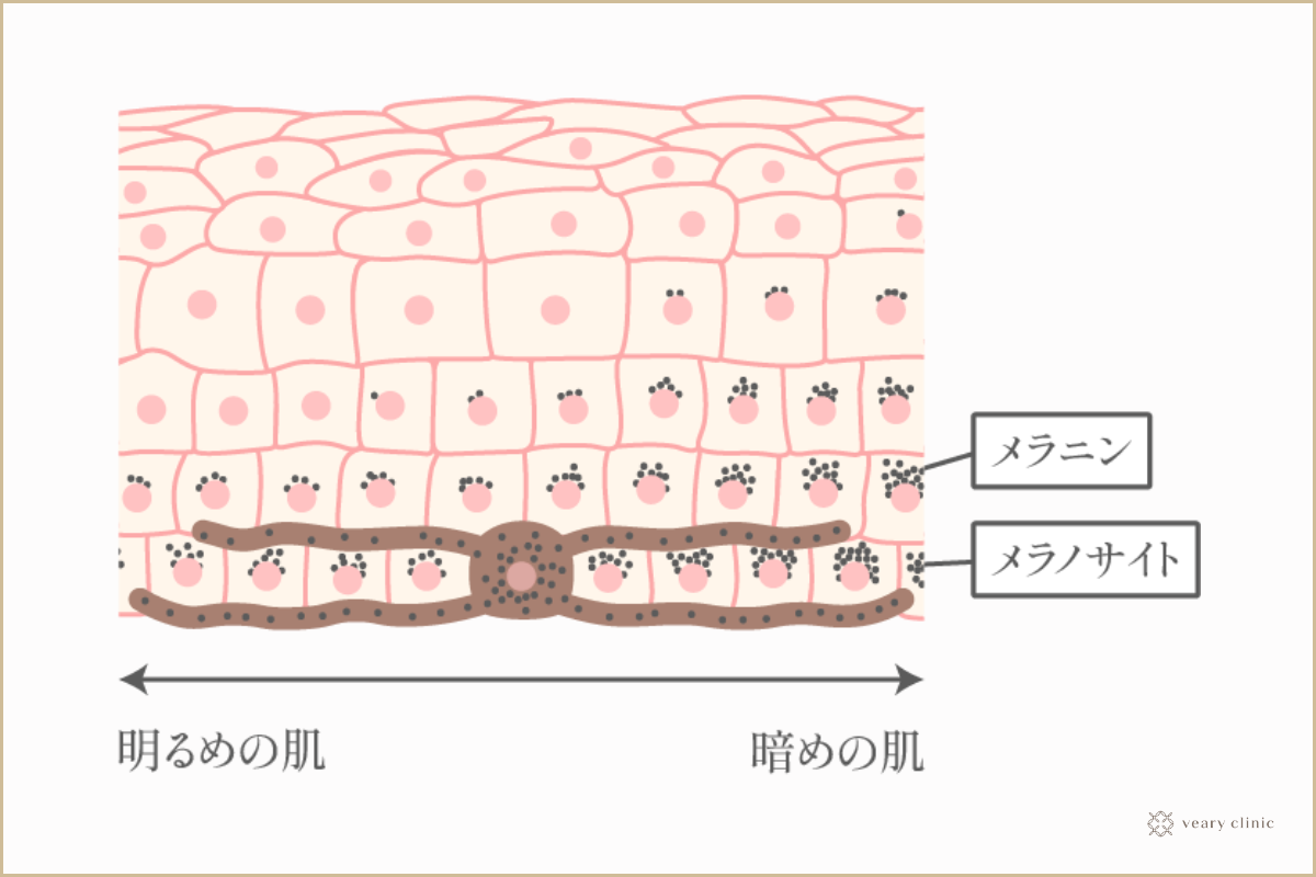 あなたの乳頭は何タイプ？バストトップの形を4種類に分けて解説！乳首（乳頭）の整形「乳頭縮小術」ならSBC銀座一丁目院 - 銀座一丁目院