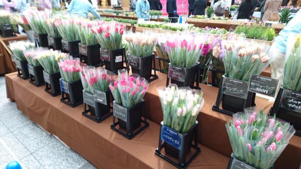 あなたの元で花開きます 「神戸チューリップ」出荷ピーク |