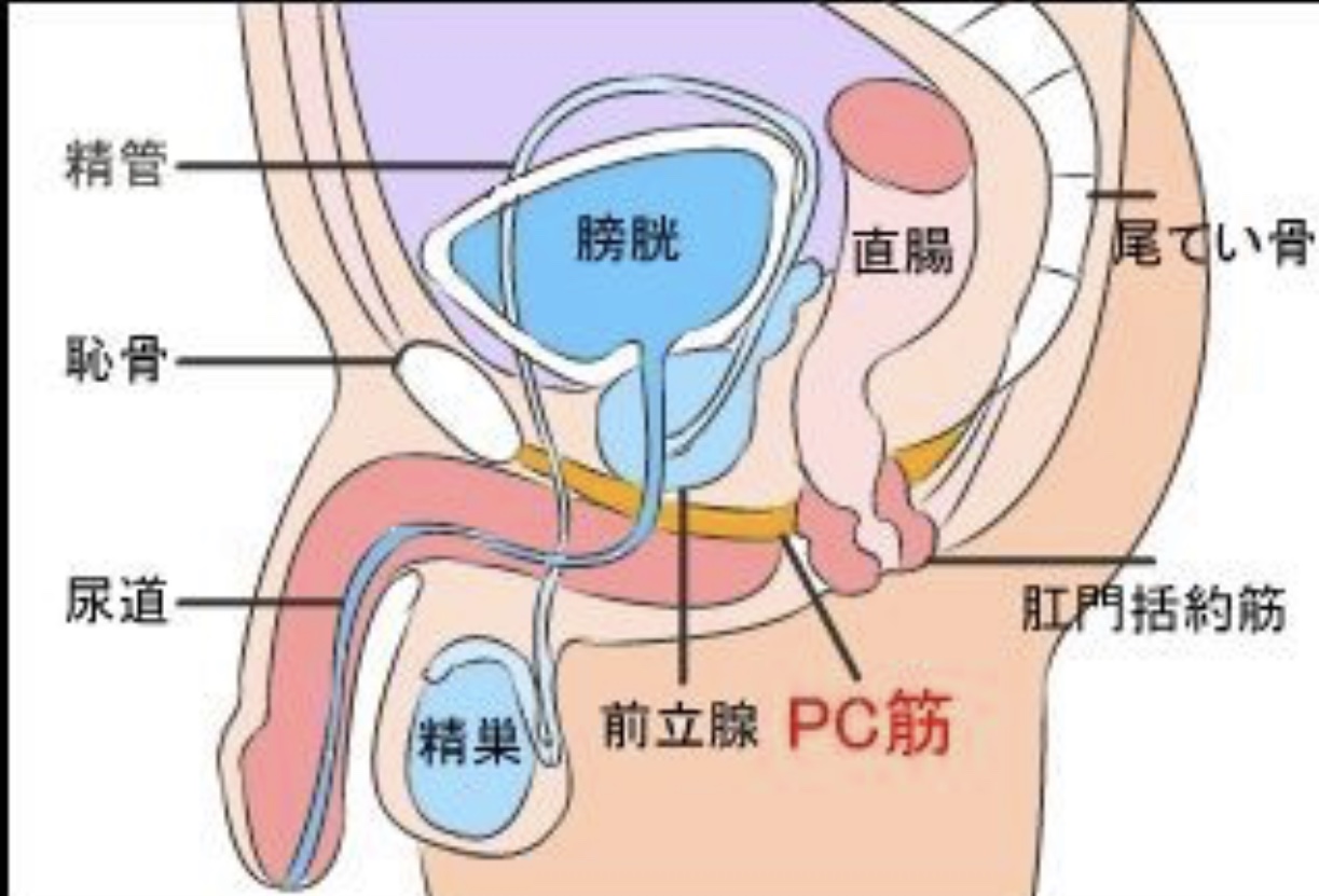 骨盤底筋を鍛えて勃起力アップ – メンズ形成外科 | 青山セレス&船橋中央クリニック