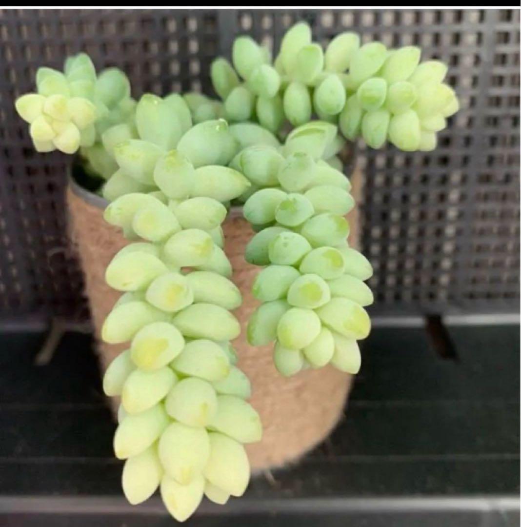 多肉植物ビアホップの育て方・増やし方農家web