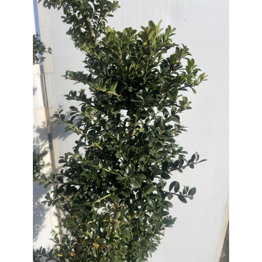 ツゲ 柘植- 庭木図鑑 植木ペディア