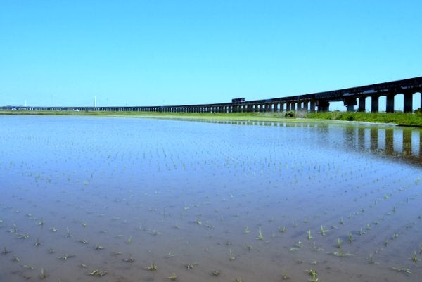 水戸市 鹿島臨海鉄道大洗鹿島線「常澄駅」－「大洗駅」間水田地帯を走る列車 |