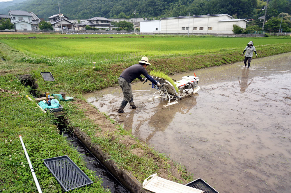 田起こし 大村歳時記シリーズ、長崎県 大村の民俗、風習、風物など
