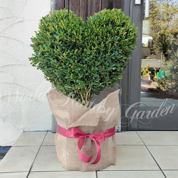 ツゲ 植木 庭木」の人気商品一覧安い商品を通販サイトから探す - 価格.com