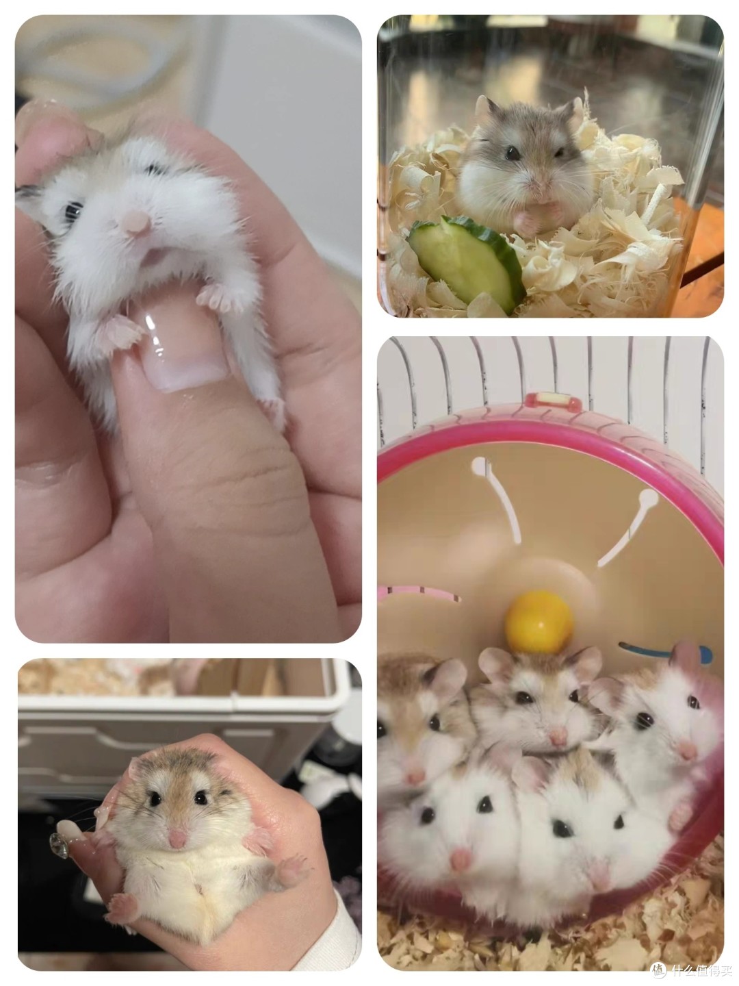 一线仓鼠与三线仓鼠的6大区别有哪些