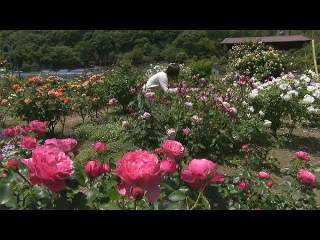 秋バラまつり～ローズフェスタ２０２４～ | 伊奈町観光協会