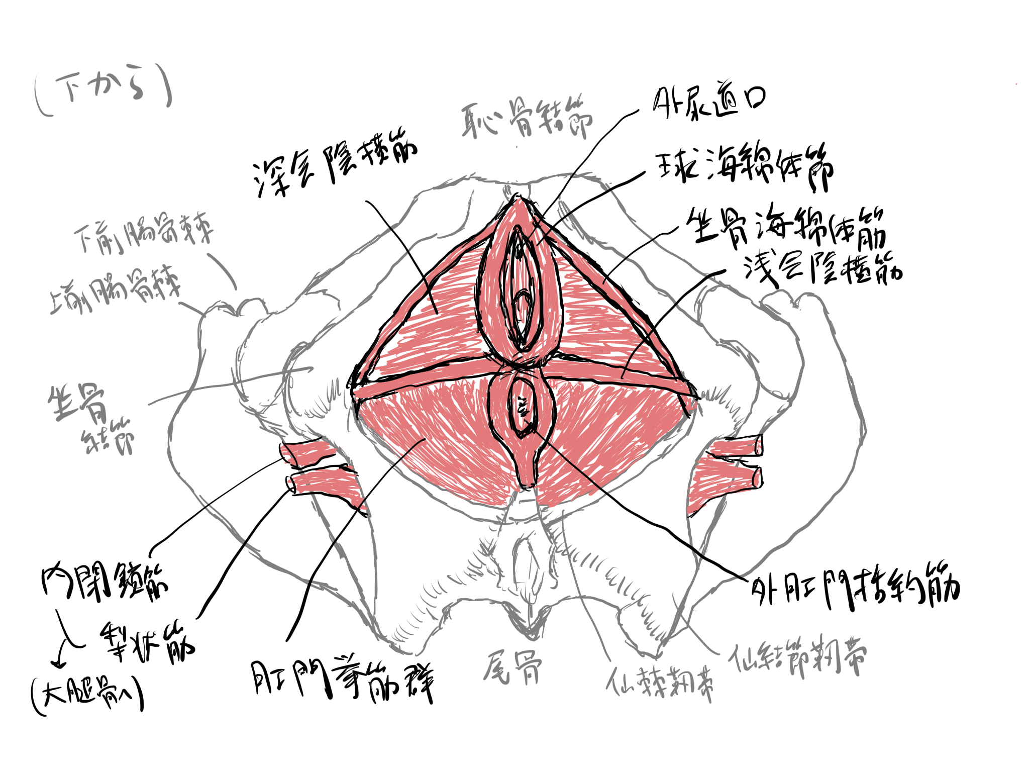 前立腺がん【泌尿器科疾患について】 - 東京慈恵会医科大学