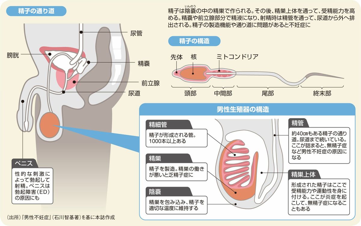 精液をのむ→幸せになるってマジ!?成分から「ごっくん」まで徹底解説！｜BLニュース ちるちる