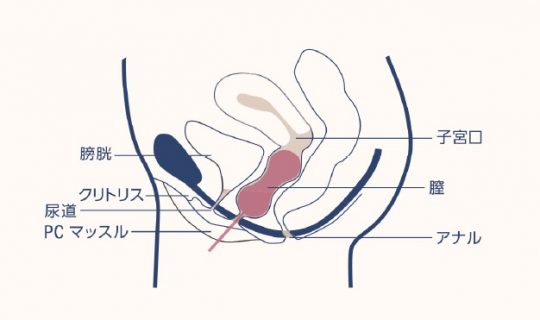 PC筋とは？男性機能UPに効果的なPC筋トレー二ング4選を紹介 | 健康コラム