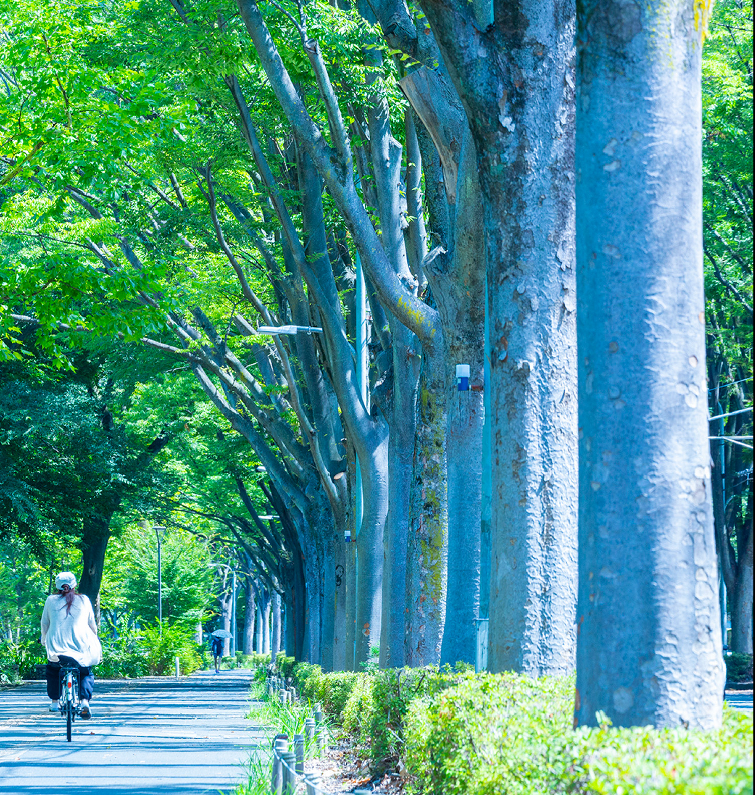 医師紹介｜あさかリードタウン皮フ科｜朝霞台 和光市 西浦和の皮膚科