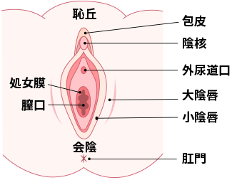 女性が「感じる」メカニズム Gスポットは気持ち良い「から」現れる快感スポット｜感じるところ｜森田敦子 -