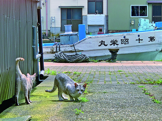 保護猫カフェ - 株式会社富士機工