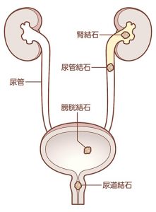 精子の最適な温度について