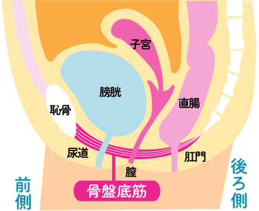 エッチの後 尿が痛い】オシッコが痛い・尿道がチクチクする膀胱炎によく似た性病とは – サコダ・レディースクリニック