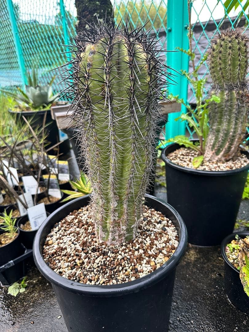 弁慶柱 サボテン