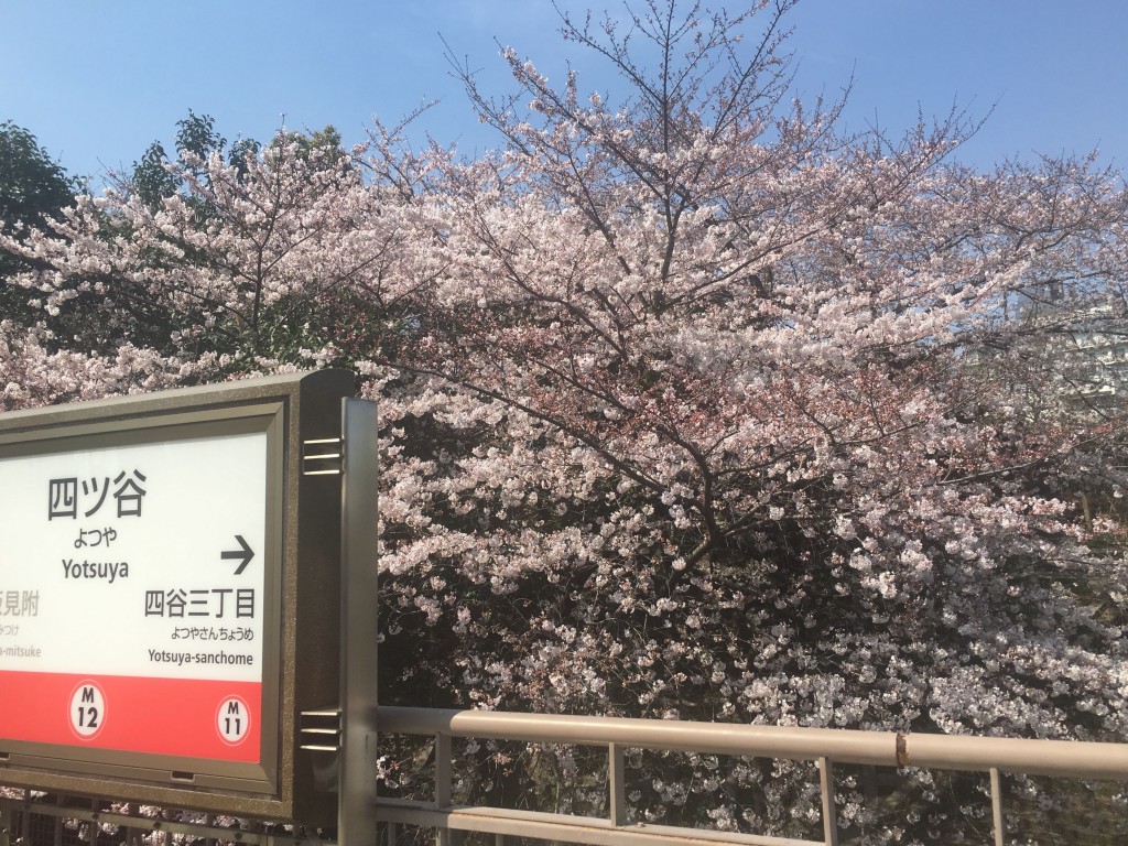 四ツ谷土手堀の桜並木～回廊形成中 - 相模太夫の旅録＝Tabi