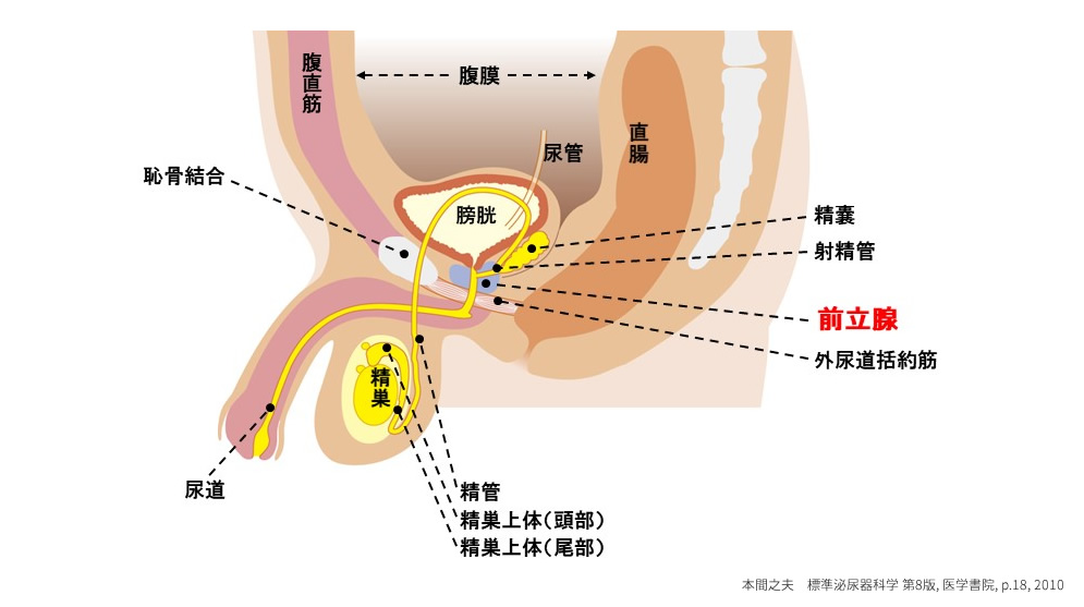 慢性前立腺炎について｜おき泌尿器科クリニック｜富田林市の泌尿器科