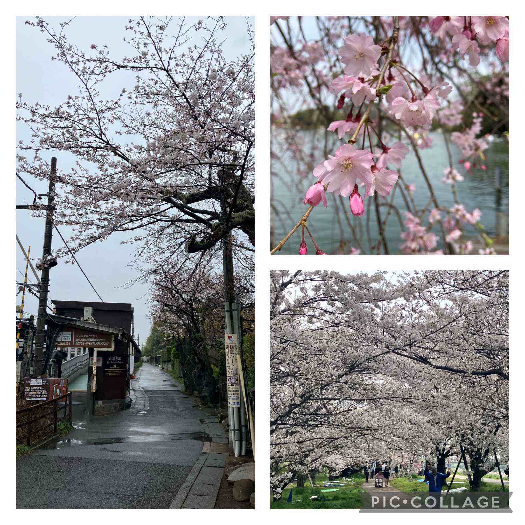 四ツ谷外堀土手の桜並木」満開の桜回廊となる！！ - 相模太夫の旅録＝Tabi