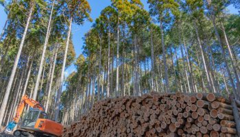 第1部 第I章 第4節 新たな森林管理システムの構築に向けた川上と川下の連携：林野庁
