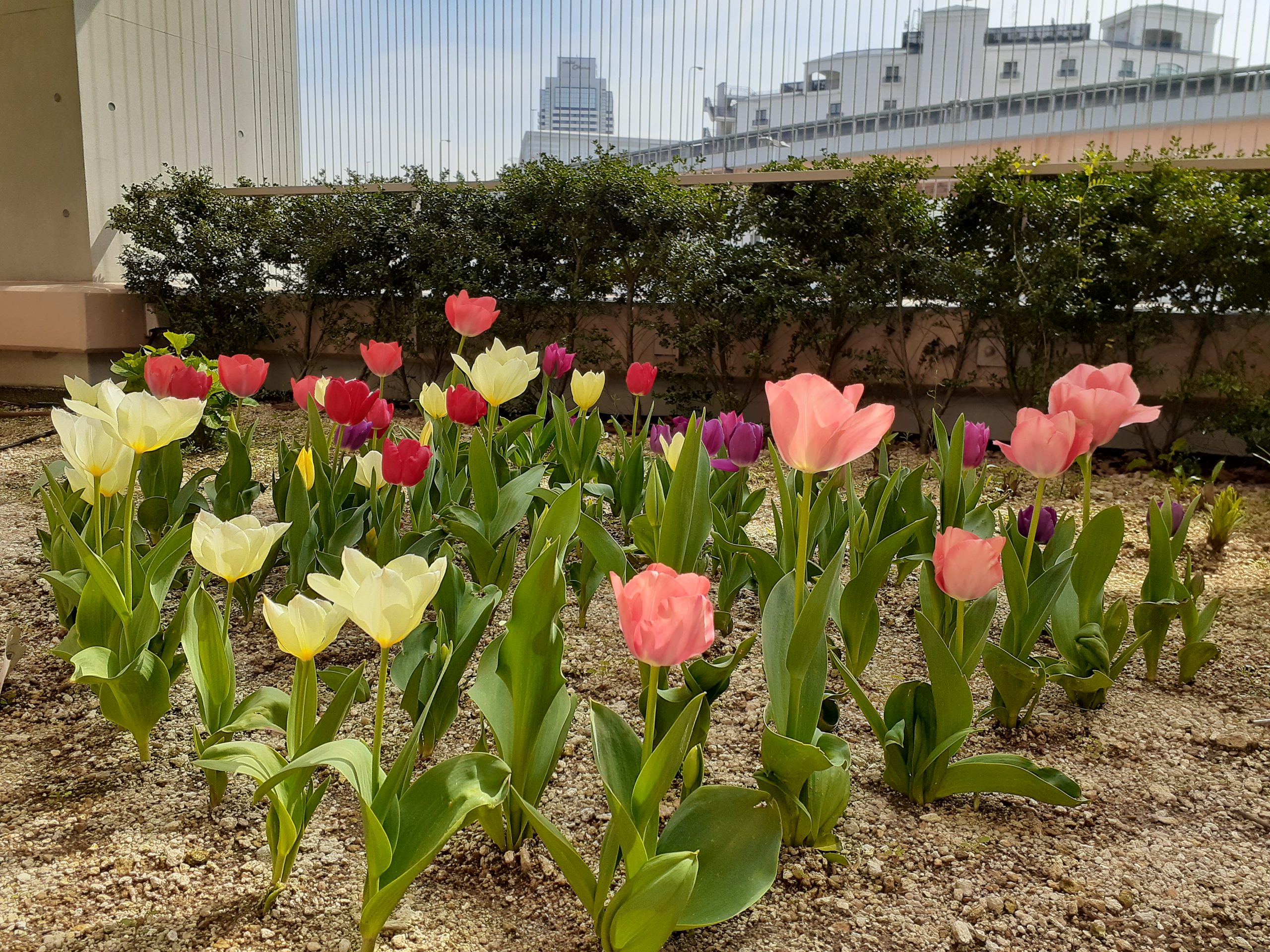 🌷チューリップ🌷 | 【エレガリオ神戸】神戸市内の介護付き有料老人ホーム