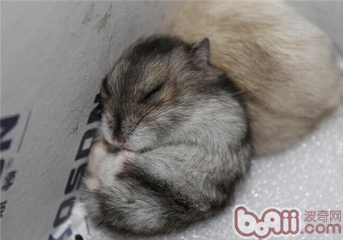 三线仓鼠价格_图片_纯种三线仓鼠幼犬多少钱一只_三线仓鼠好养吗-波奇网