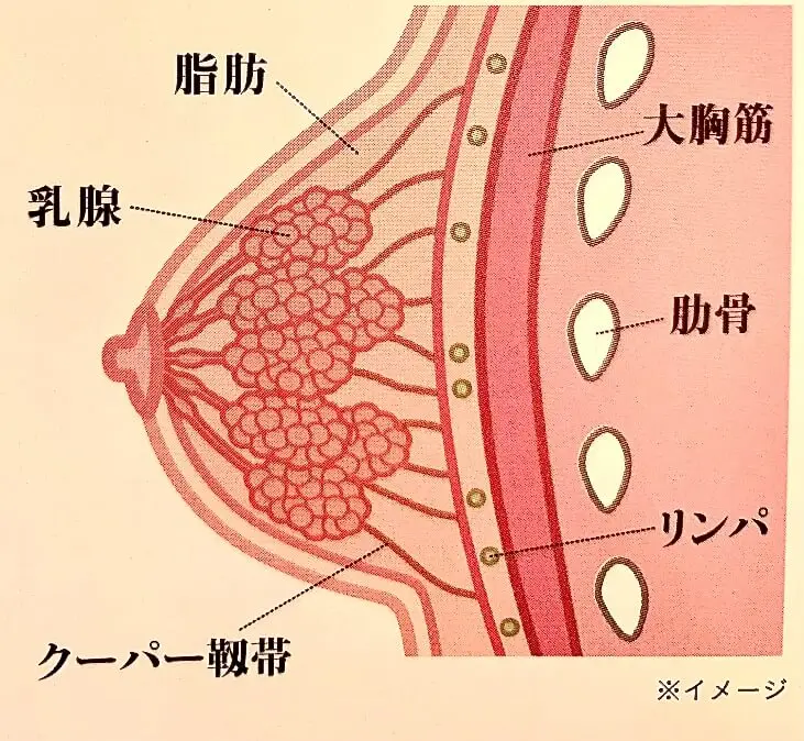 紳士も意外と知らない、“本当に気持ちいい”胸の揉みかた - 高級デリヘルコラム