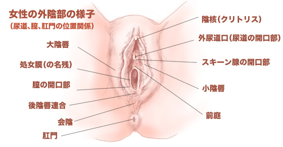 女性向け】オナニーの正しいやり方をステップごとに解説！ひとりエッチでイケます！ | Trip-Partner[トリップパートナー]