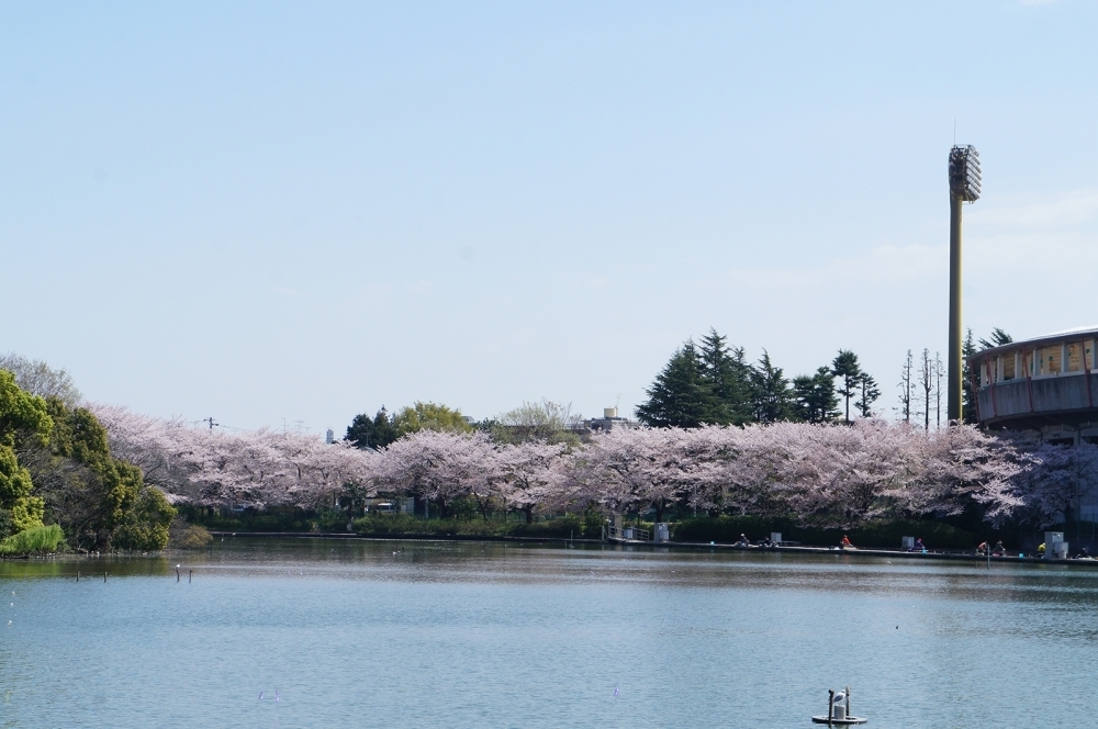 さくらスポット - ふくしまの旅