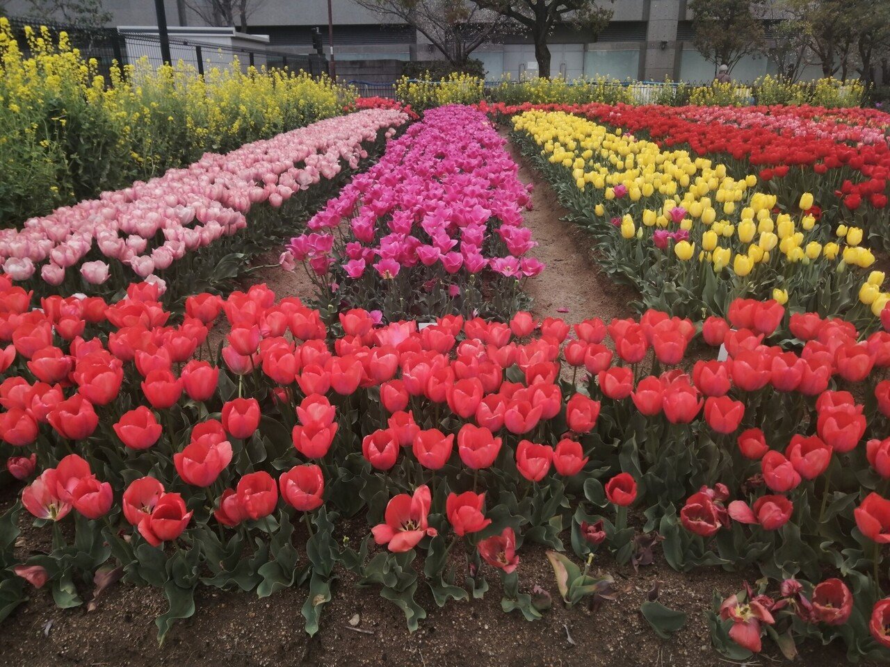 六甲アイランド チューリップ花壇 - 神戸