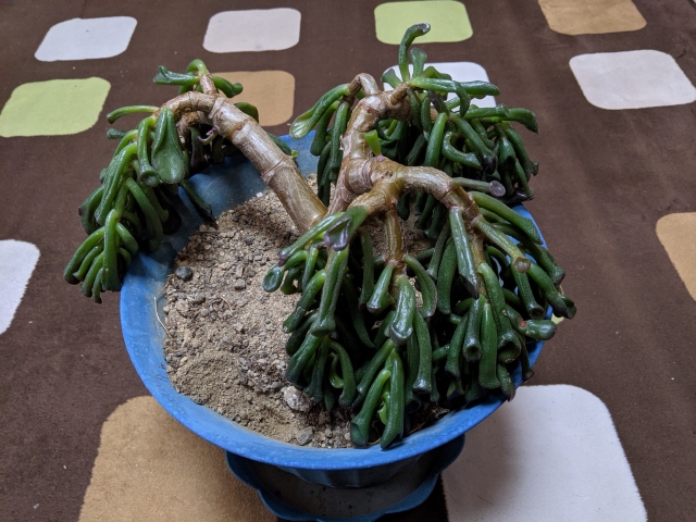 金のなる木 種類育て方置き場所水やりのコツ – Jewelry Plant online