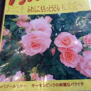 永遠のローズ リース 教師の日 ギフト