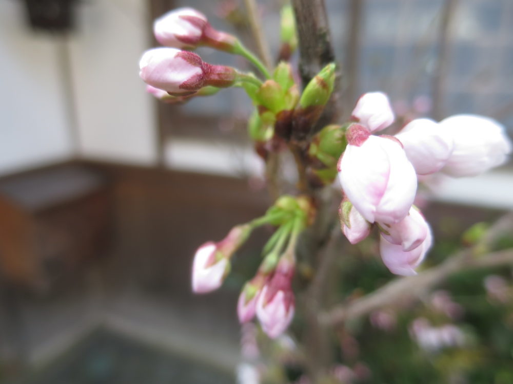 宮津桜開花情報 | 【公式】天橋立宮津温泉 茶六本館