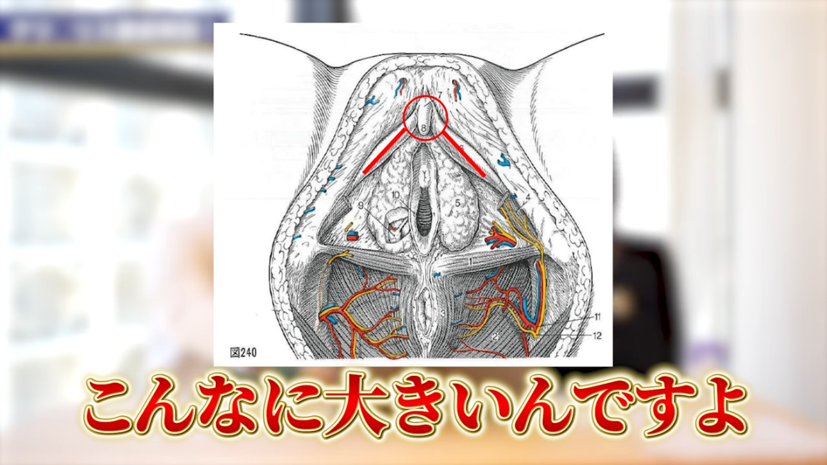 クリトリスは快感を得るための臓器であることを知っていましたか？