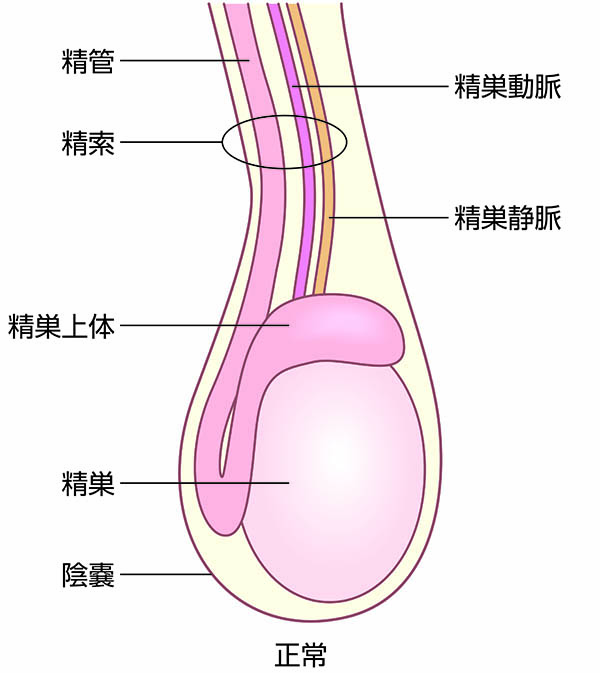 睾丸マッサージ・オナニーの素晴らしさを教えてやる - Togetter