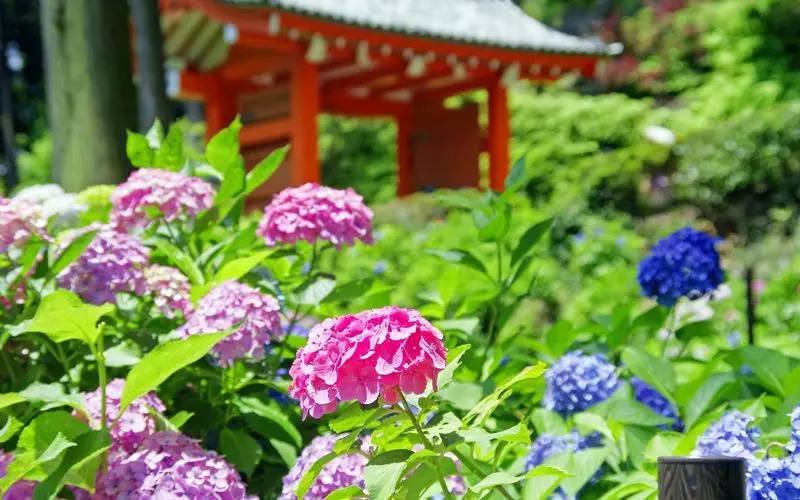 雨の日に行きたい京都｜そうだ 京都、行こう。