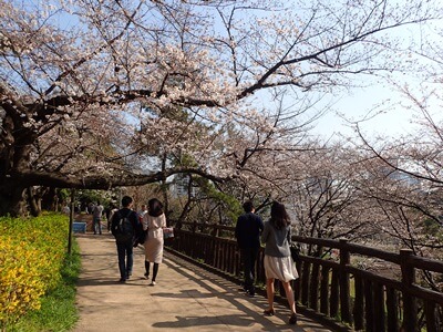 四谷】桜のご紹介🌸－スタッフの観光編－ | サービス付き高齢者向け住宅の学研ココファン