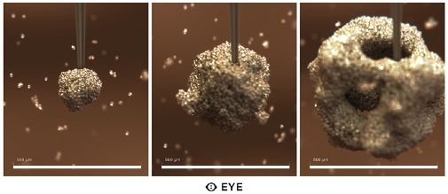 シャーレの中の卵子に精子をかける カラーイラスト - No: