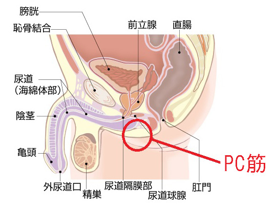 女性がセックスでイク】オーガズムの全てを医学的に徹底解説！ - 美容外科｜船橋中央クリニック&青山セレスクリニック